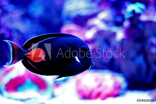 Picture of Achilles Surgeon Fish Tang -Acanthurus achilles 